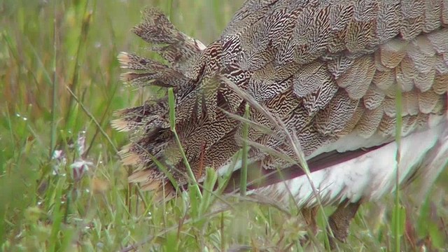 Little Bustard - ML201143421