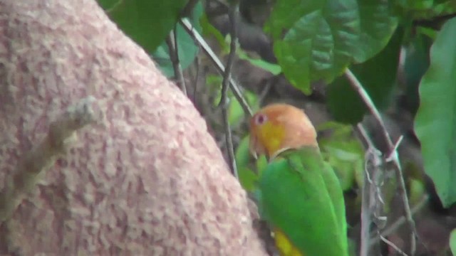 White-bellied Parrot (Black-legged) - ML201143631