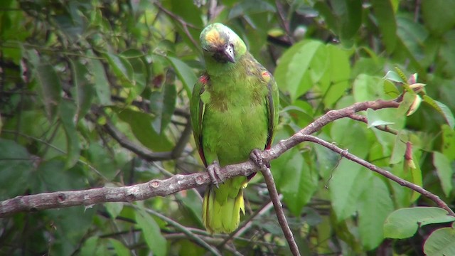 gulkroneamazon - ML201143641