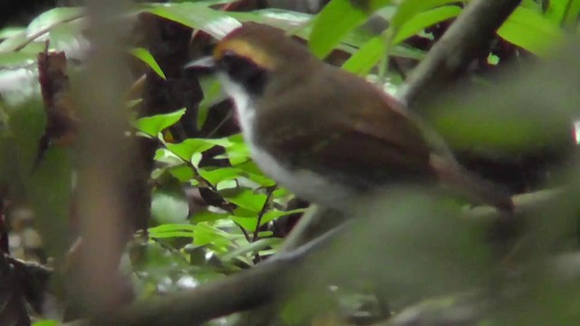 White-browed Antbird - ML201143651