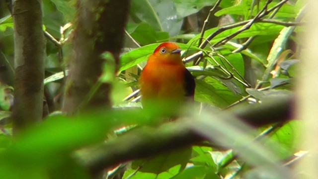 Band-tailed Manakin - ML201143681