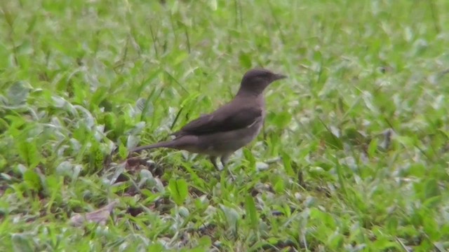 Black-billed Thrush (Amazonian) - ML201143691