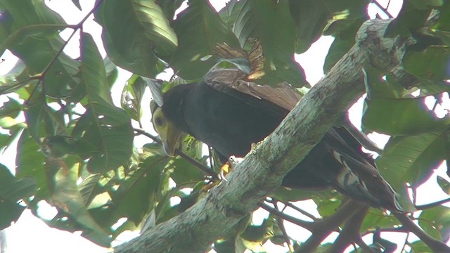 Caracara Negro - ML201143701