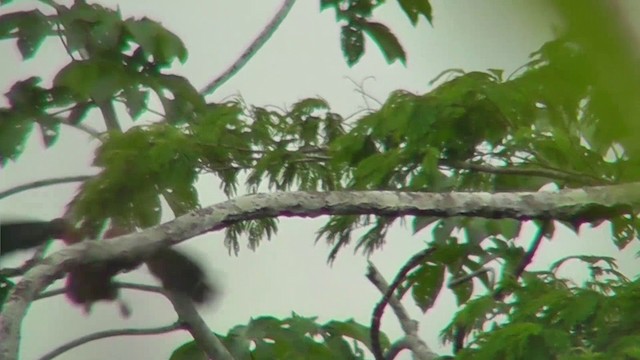 Black-collared Hawk - ML201143741