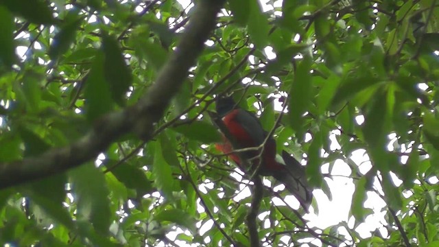 Black-tailed Trogon - ML201143781