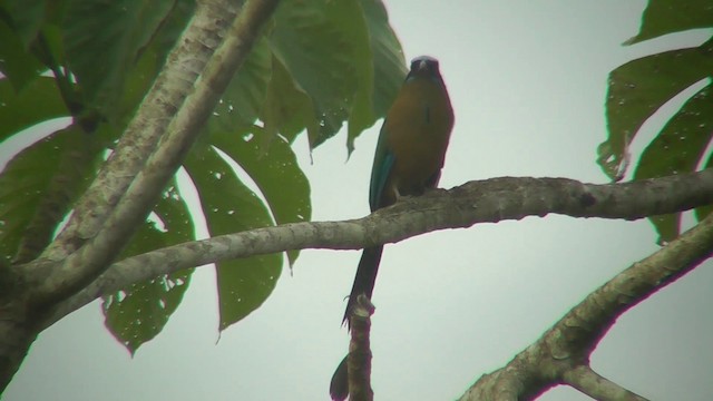 blåpannemotmot - ML201143801