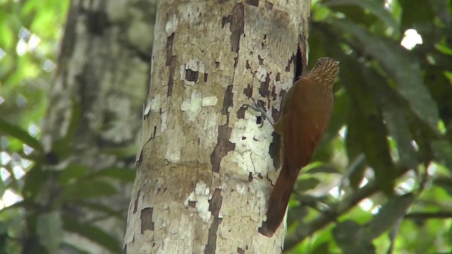 Buff-throated Woodcreeper (Lafresnaye's) - ML201143831