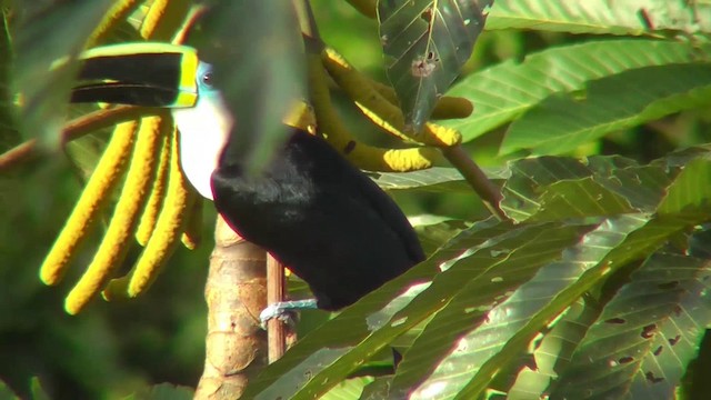 Toucan vitellin (culminatus/pintoi) - ML201143841