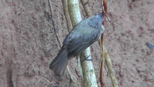 Drab Water Tyrant - ML201143941