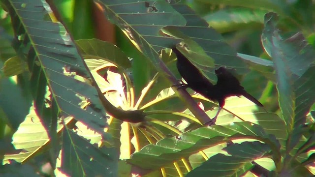 Oriole à épaulettes (cayanensis) - ML201143961