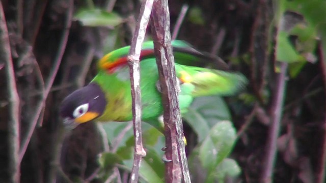 Orange-cheeked Parrot - ML201144011