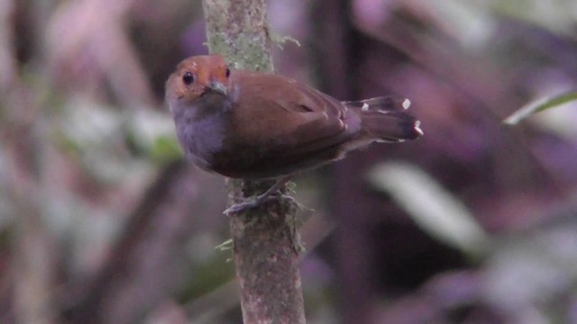 Common Scale-backed Antbird (Gray-breasted) - ML201144041