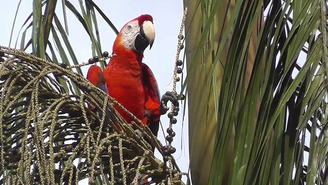 Scarlet Macaw - ML201144051