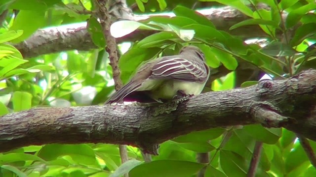 Swainson's Flycatcher - ML201144081