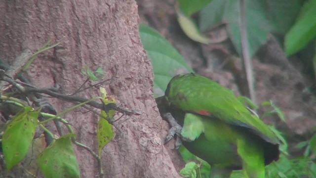 キビタイボウシインコ - ML201144101