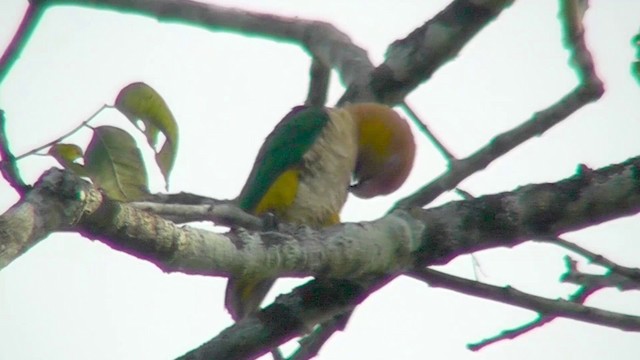 White-bellied Parrot (Black-legged) - ML201144131