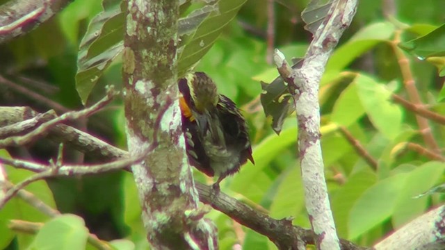 Gilded Barbet - ML201144171