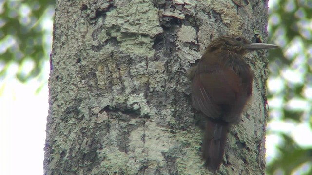 Buff-throated Woodcreeper (Lafresnaye's) - ML201144231