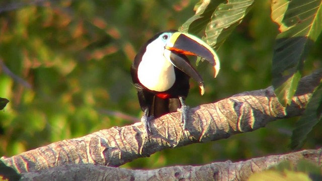 Channel-billed Toucan (Yellow-ridged) - ML201144241