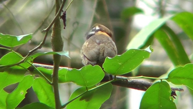 Chestnut-capped Puffbird - ML201144271