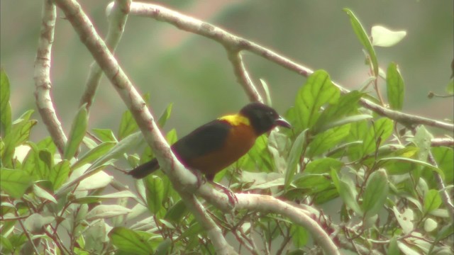 Yellow-mantled Weaver - ML201144331