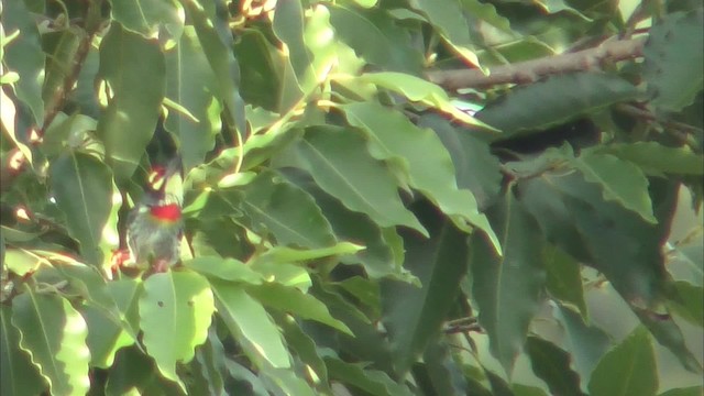 Coppersmith Barbet - ML201144351