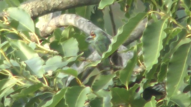 Ceylonbartvogel - ML201144381