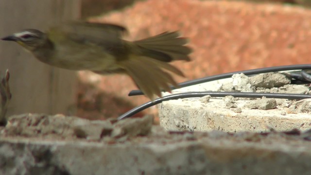 White-browed Bulbul - ML201144391