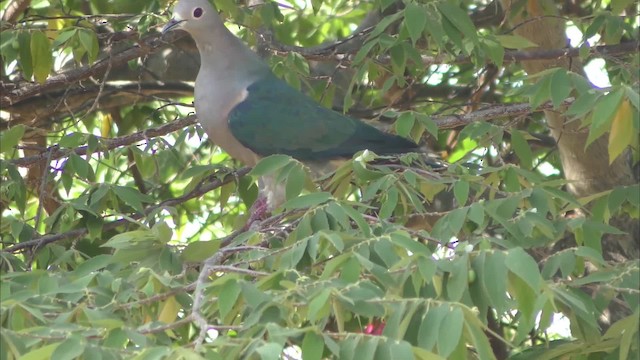 Green Imperial-Pigeon - ML201144451