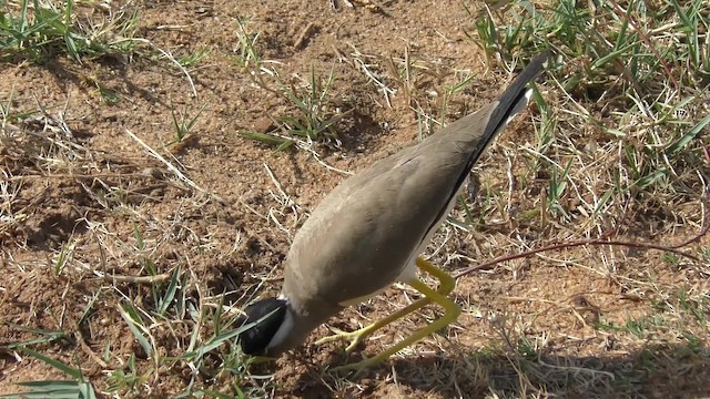 Yellow-wattled Lapwing - ML201144471