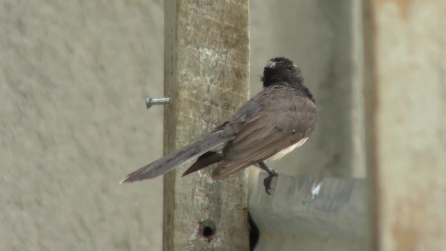 White-browed Fantail - ML201144491