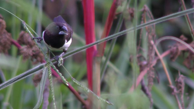 White-rumped Munia - ML201144521