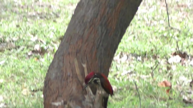 Red-backed Flameback - ML201144591