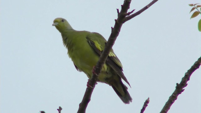 holub hnědokřídlý - ML201144641