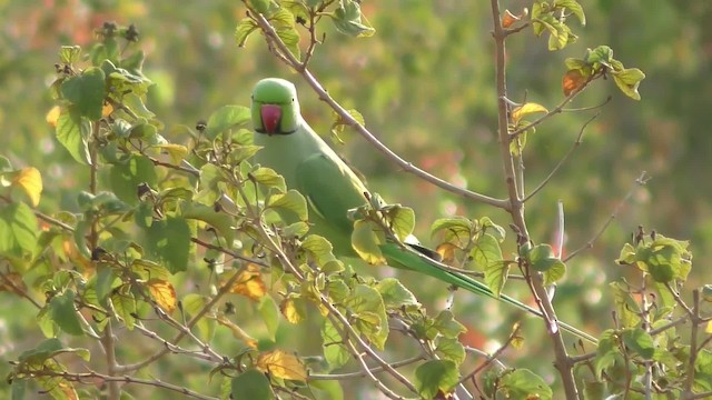 Yeşil Papağan - ML201144701