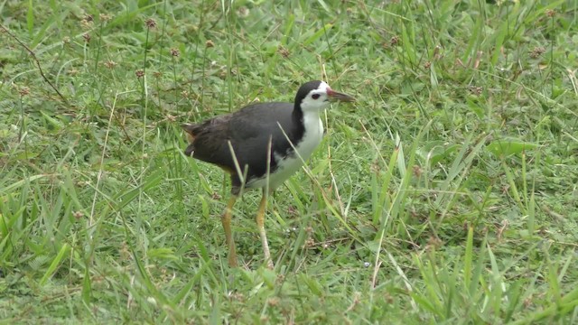 White-breasted Waterhen - ML201144751