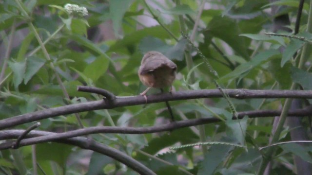 Tawny-bellied Babbler - ML201144771