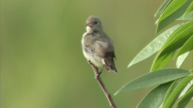 Açık Gagalı Öksekuşu - ML201144841