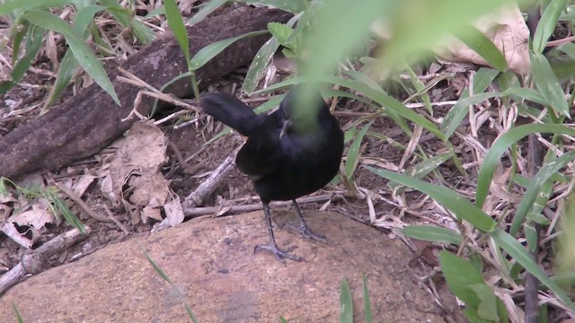 Indian Robin - ML201144891