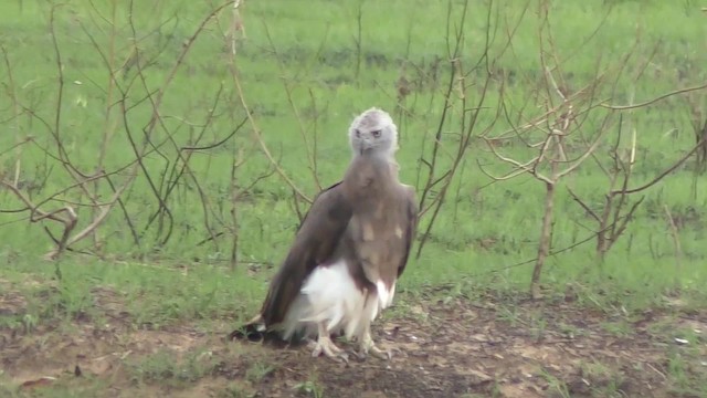 Gray-headed Fish-Eagle - ML201144931