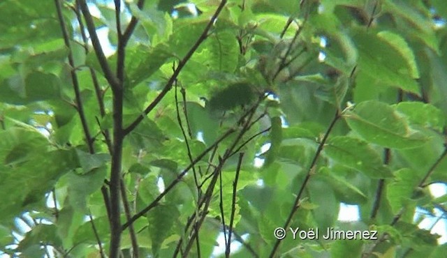 Davison's Leaf Warbler - ML201144971