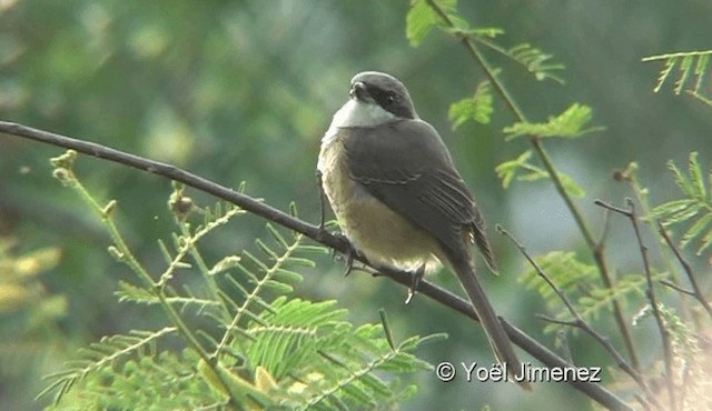 Gray-backed Shrike - ML201144981