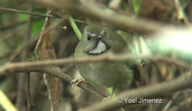 White-gorgeted Flycatcher - ML201145011