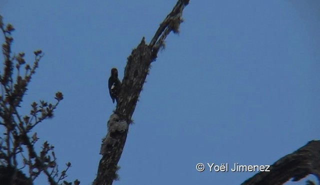 Necklaced Woodpecker - ML201145041