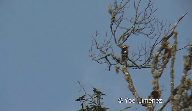 Necklaced Woodpecker - ML201145051
