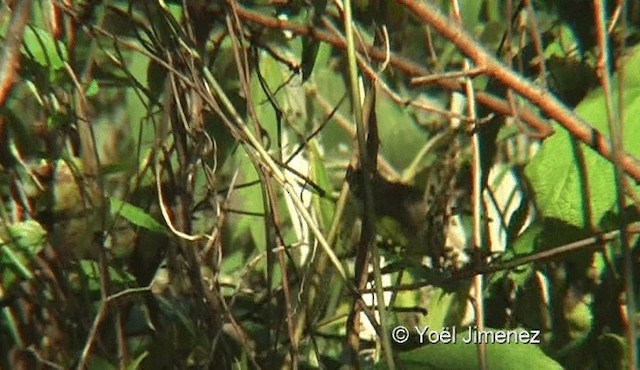 Whiskered Yuhina - ML201145071