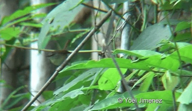 Rufescent Prinia - ML201145081