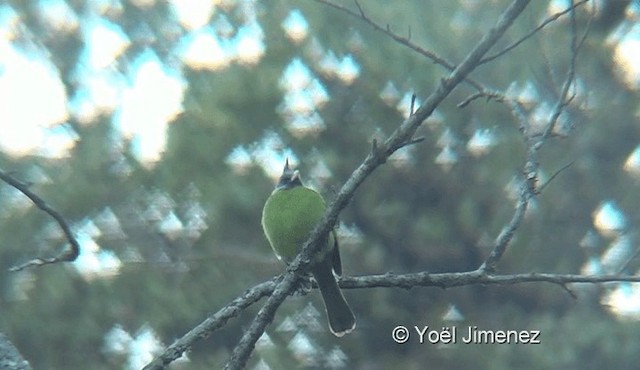 Bulbul à gros bec - ML201145091