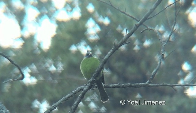 Crested Finchbill - ML201145091