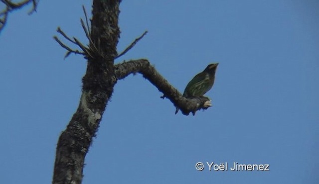 Great Barbet - ML201145121